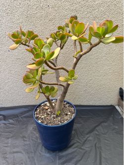 Jade Plant