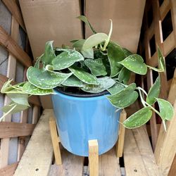 Silver Satin Potho Plants 