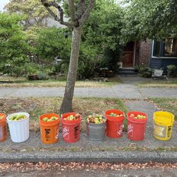 Free Cider Apples