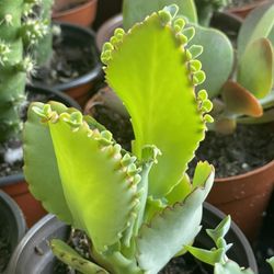 Succulent’s Plants 🌵🪴