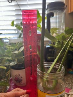 Fully rooted Monstera