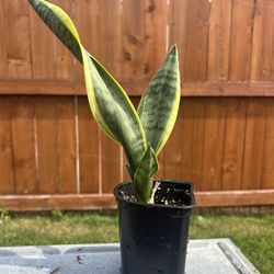 Snake Plant 