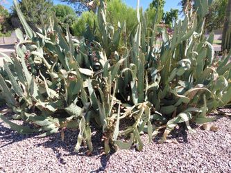 Free cactus