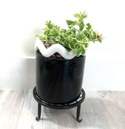 Baby Rose Plant For Sale 🪴Please Read Description