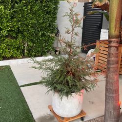 Potted Pine Tree  $$$40!!!
