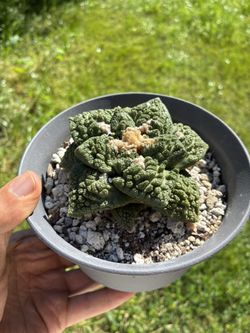 Large Ariocarpus Godzilla Seed Grown 