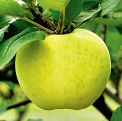 Semi Dwarf Apple Tree 