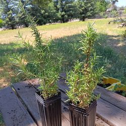 Two Rosemary Plants / 10 Inch Rooted Plants | Plantas de Romero 