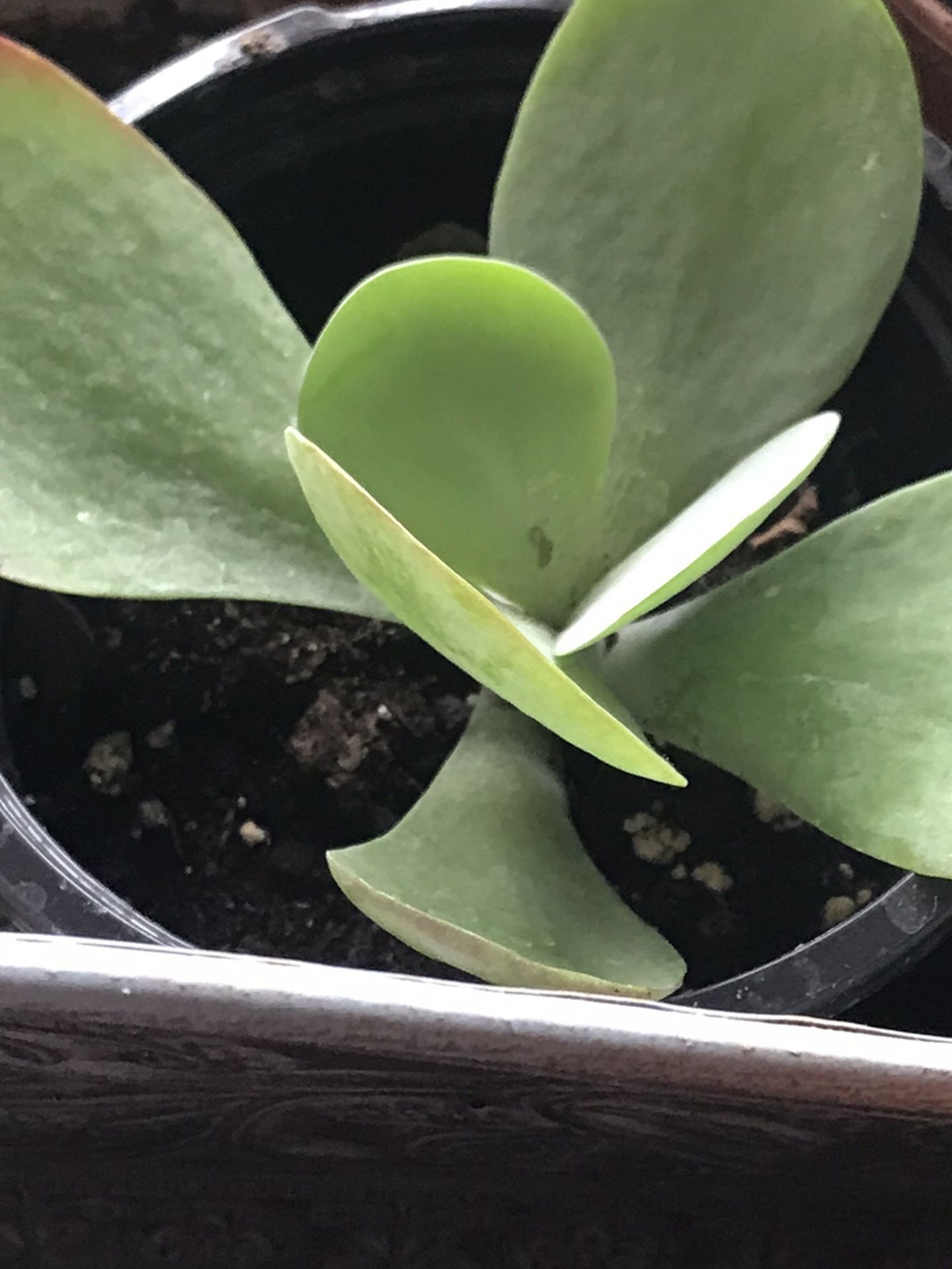 Paddle Plant Succulent In Pot