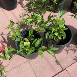Plantas De Pasiflora