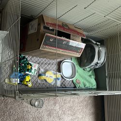 Guinea Pig and stuff (Price Negotiable)