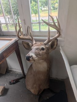 NRA Big Game Hunter 1988 Award Winning Whitetail Buck Shoulder Mount