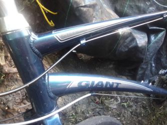 Giant cypress comfort series'