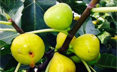 Honey   Fig   Tree
