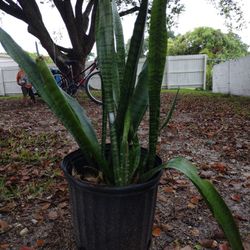 Snake Plants In 3 Gallon Pots 9x