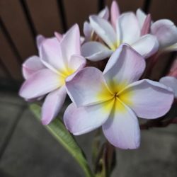 Cutting plumeria 