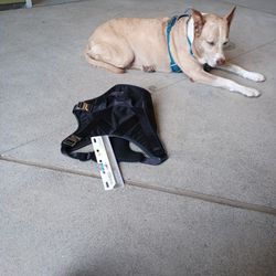 Dog Harness