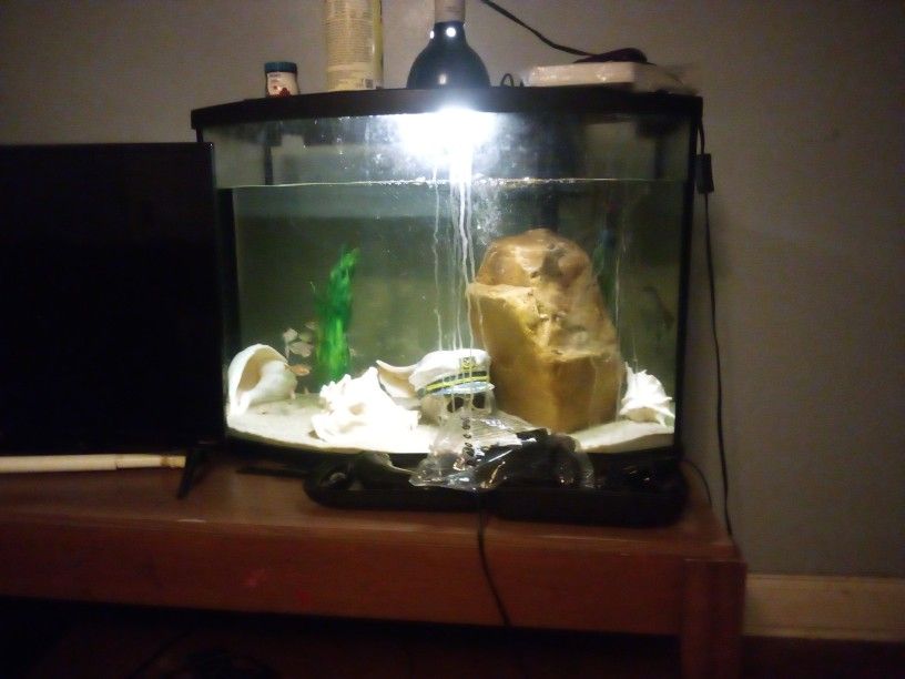 Fish Tank 20g