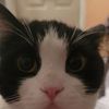 Ello
