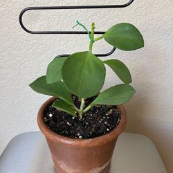 Hoya Pachyclada Subquintuplinervis Rare House Plant In Terracotta Planter With Trellis, Rare Houseplant