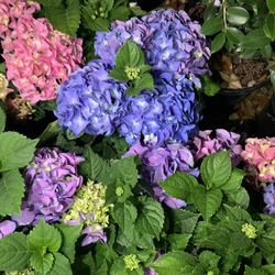 Hydrangea Plant 