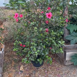 Hibiscus Plant