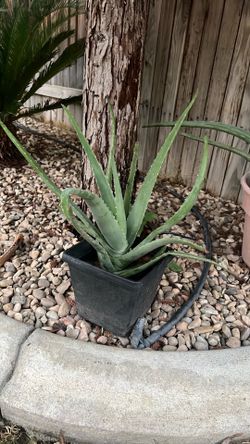 Aloe vera plant