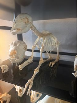 ARTICULATED FETAL GOAT SKELETON TAXIDERMY