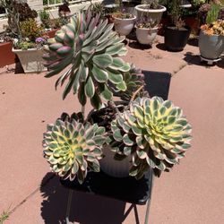 Succulent Sunburst Plant Yellow Pink Colors Large 