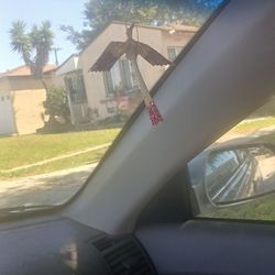 Peace bird of marriage