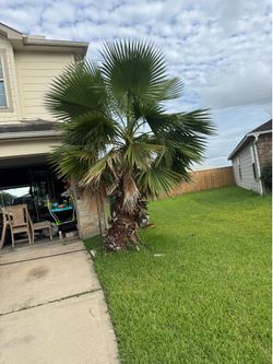 Mexican palm trees