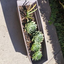 Assorted Succulents