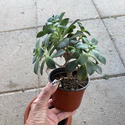 Haworth aeonium succulent plant 4”