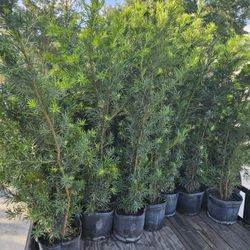 podocarpus About 6 feet tall Instant Privacy Hedge