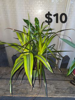 Plantas mixtas