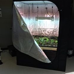 4x4 Grow Tent Special Comes With 2 Cuttings 