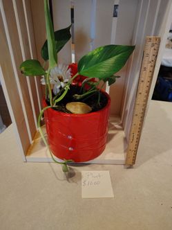 Plant