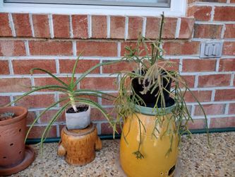 Hairy- stemmed jungle cactus and Aloe