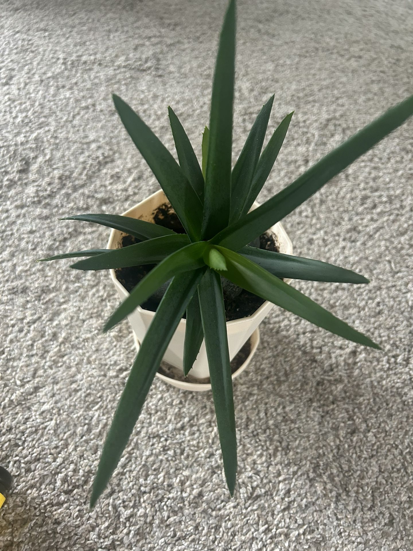 Aloe Plant >5”tall (Pot Not Included)