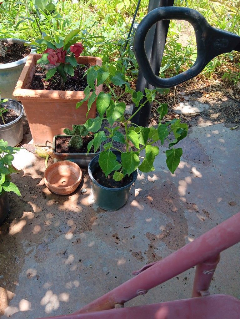 Mexican Maravilla De Flor Bonita