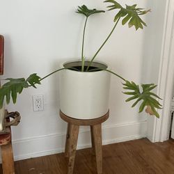 White Pot For Plants