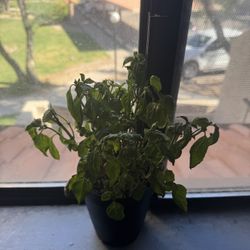 Basil 