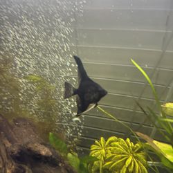 Angel Fish