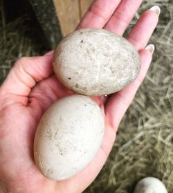 Cayuga For Sale. NOT. Eggs