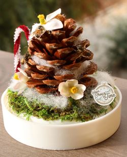 Taxidermy christmas insect globe 