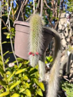 Fox tail Succulent plant