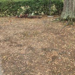 Free Firewood Must Pick Up