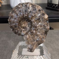 Medium 6 Inch Ammonite Fossil On Pedestal