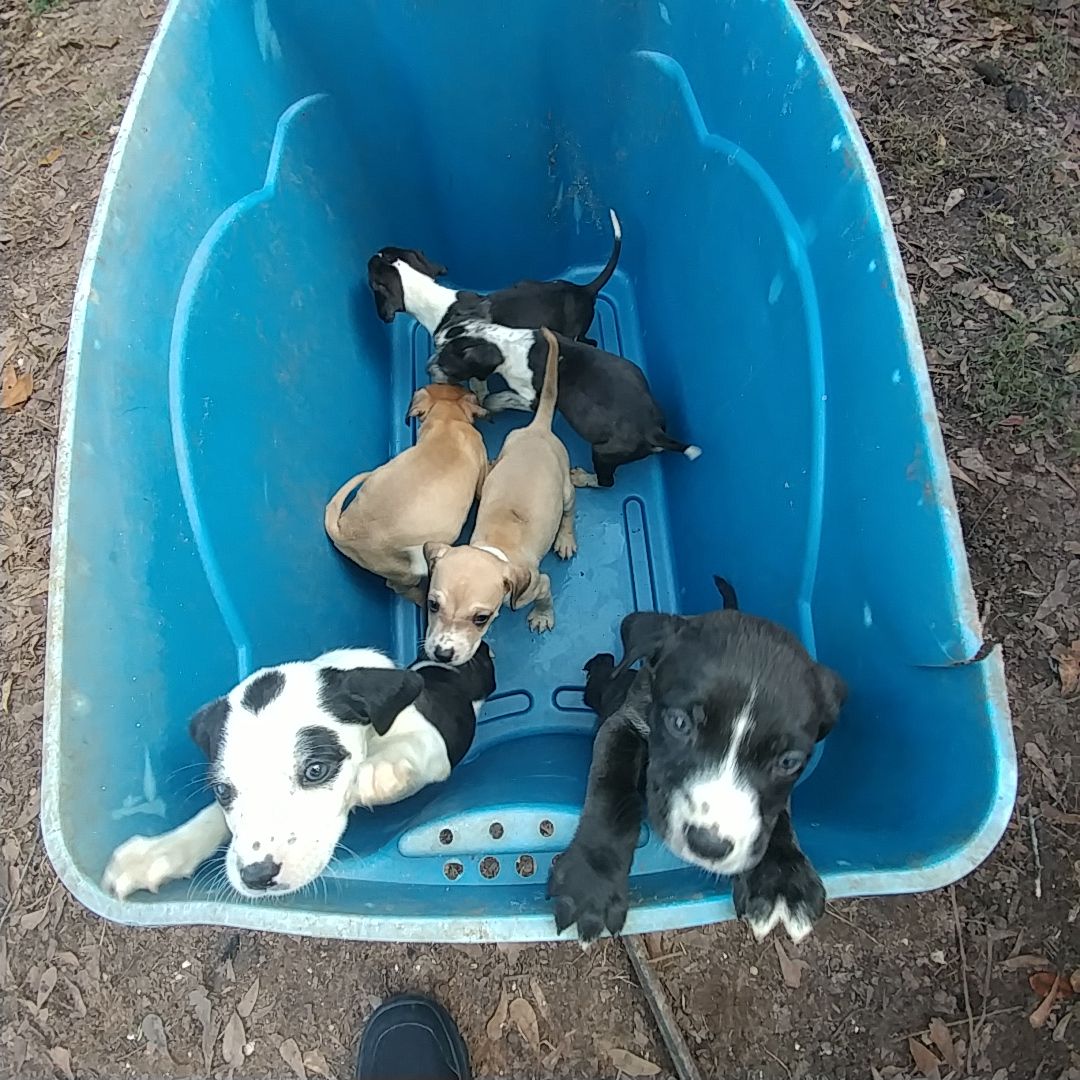 Free puppies for Sale in Mobile, AL OfferUp
