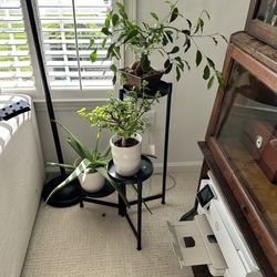 Black metal Plant stand and plants (price is firm)  Selling as a set only 